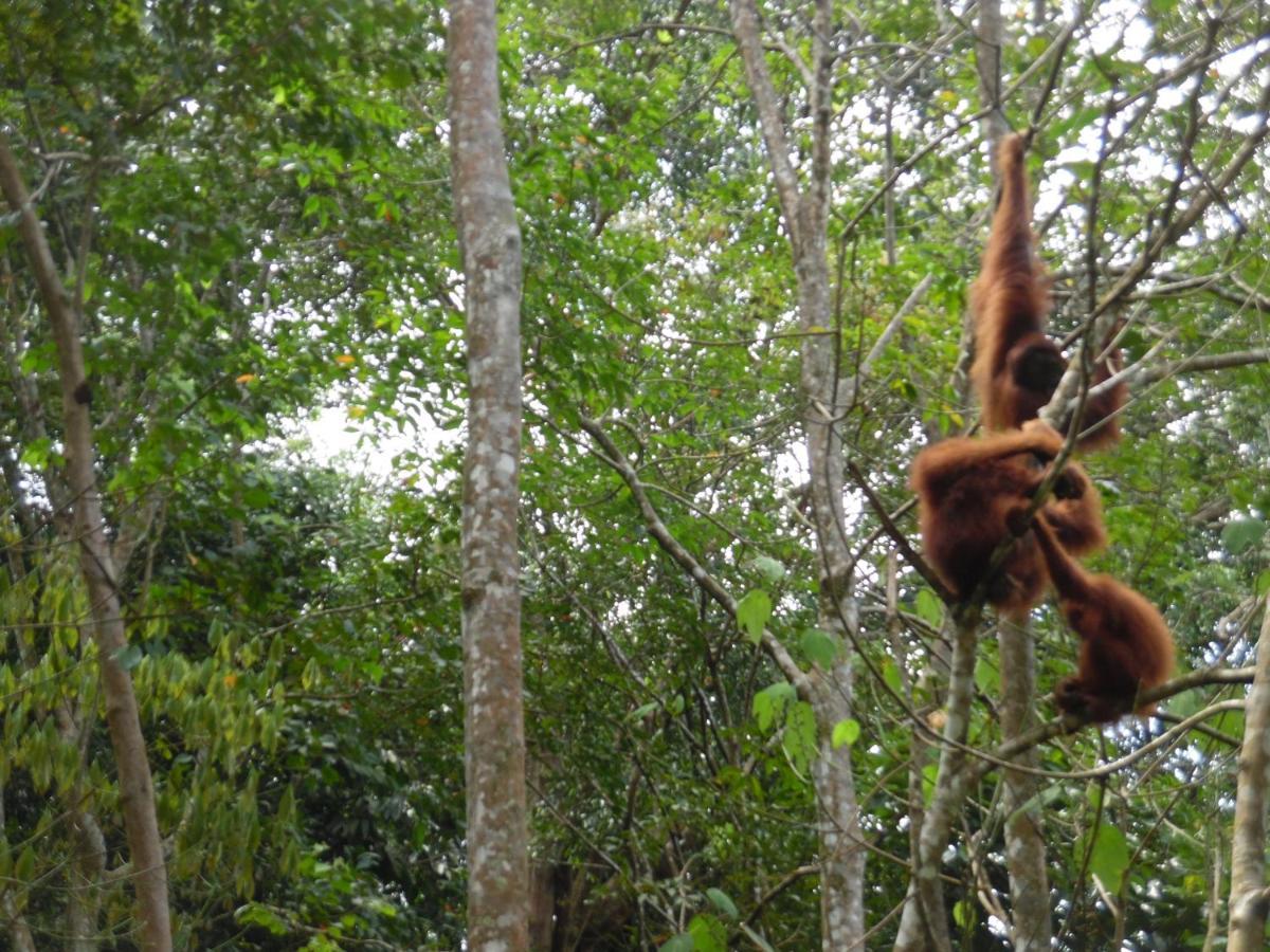 Ambow Homestay Jungle Trekking & Village Tour Bukit Lawang Kültér fotó
