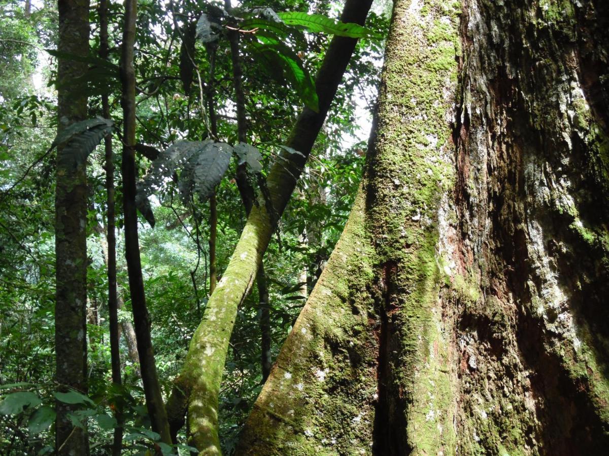 Ambow Homestay Jungle Trekking & Village Tour Bukit Lawang Kültér fotó
