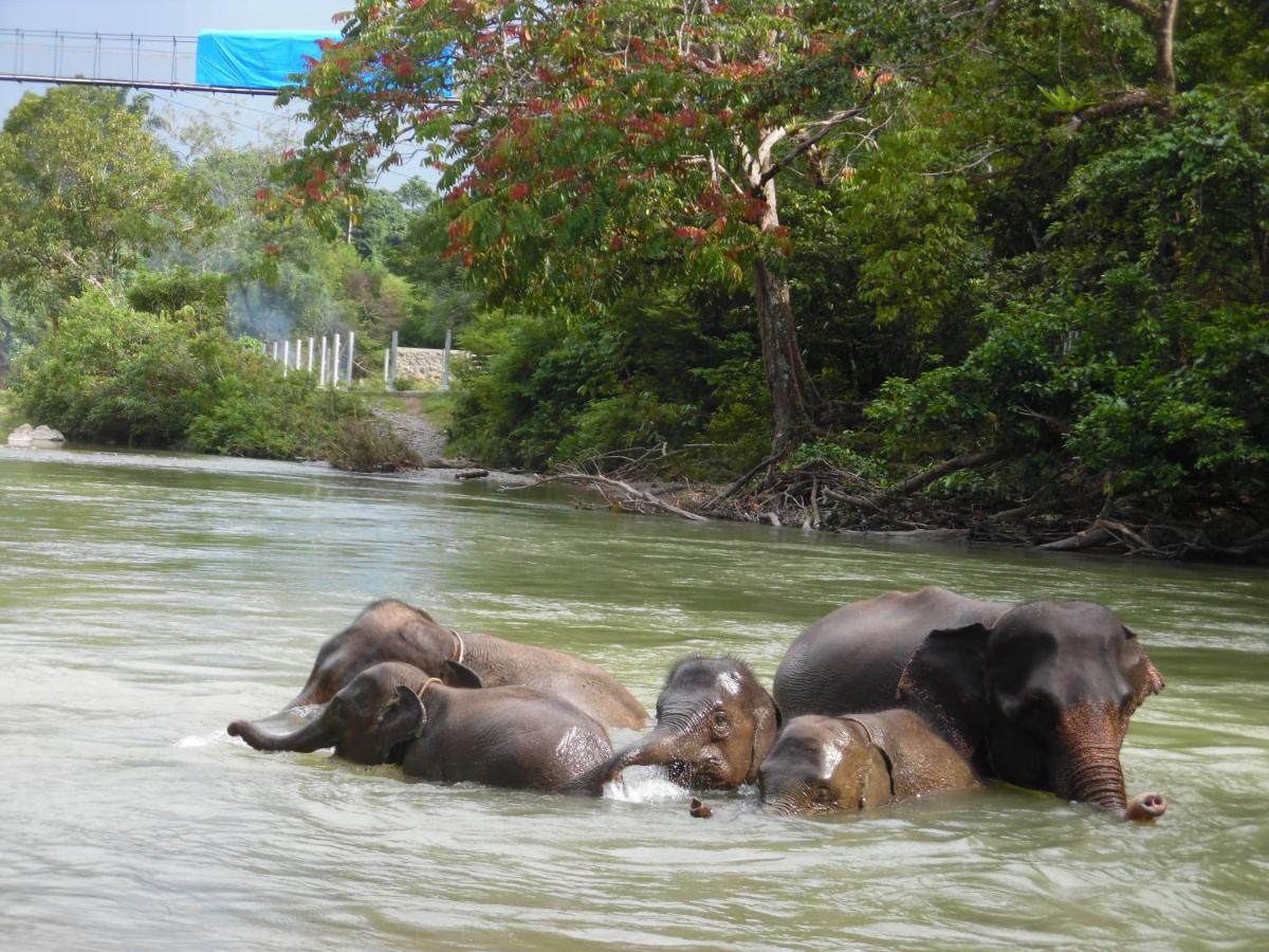 Ambow Homestay Jungle Trekking & Village Tour Bukit Lawang Kültér fotó